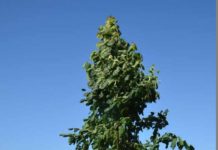 Landskapsingeniørstudiet feiret 10 år