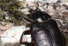 Bedre levekår for eremitten