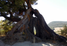 Hule eiker i Europa – verdt å ta vare på