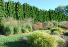 Ny serie om prydgras i park & anlegg