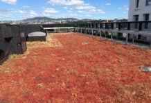 Også sedumtak krever skjøtsel