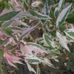 Acer_negundo_Flamingo_Enningdal4