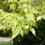 Acer_negundo_cv_Hamburg1