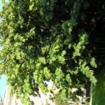 Acer_pensylvanicum_Ås1