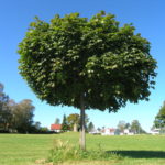 Acer_platanoides_Globosum_Borre2