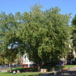Acer_saccharinum_Oslo2