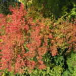 Acer_tataricum_ginnala_høst_Ås8