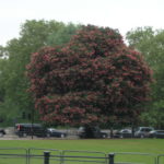 Aesculus_carnea_London
