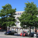 Alnus_spaethii(x)_Sandefjord5