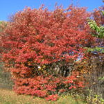 Amelanchier_laevis_høst2008_Ås2