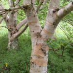 Betula ermanii