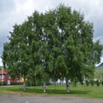 Betula_pendula_Dalecarlica_Sauherad2