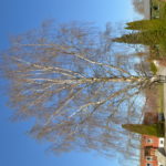 Betula_pendula_Dalecarlica_UMB3