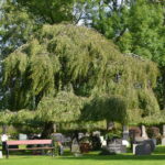 Betula_pendula_Youngii_Ås4