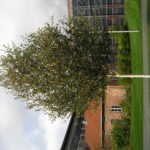 Betula_utilis_jacquemontii_Ås_2011_3