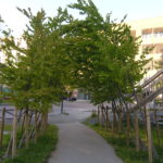 Cercidiphyllum_japonicum_Trondheim1