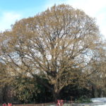 Corylus_colurna_Tøyen_2009_2