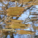 Corylus_colurna_bls_Tøyen_Oslo2