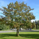 Crataegus_intricata_Raufoss4