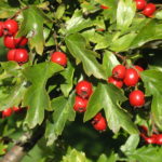 Crataegus_monogyna_frukt1