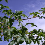 DSCN0255