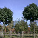 DSCN0301