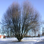 DSCN0441
