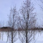 DSCN2953j