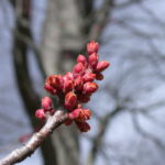 DSCN7923