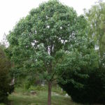 DSCN9601