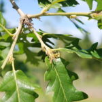Quercus cerris