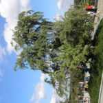 Elaeagnus_angustifolia_Warszawa3
