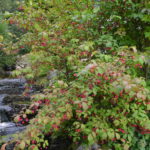 Euonymus_planipes_Enningdal9