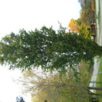 Fagus_sylvatica_Dawyck_Ås1