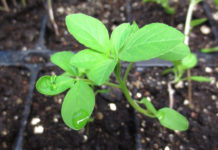 Fra frø til frodig – Fagus vinterkonferanse