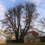 Ginkgo_biloba_Tøyen_Oslo6