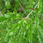 Gleditsia_triacanthos_Porsgrunn1