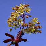 Acer platanoides Deborah