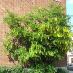 Laburnum_alpinum_Tromsø5