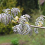 Maackia_amurensis1