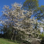 Magnolia_kobus_borealis_Tøyen_Oslo8