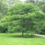 Phellodendron_amurense2