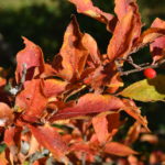 Photinia_villosa_høst11