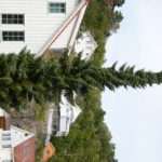 Picea_omorika_Risør