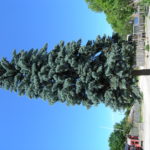Picea_pungens_Fredrikstad2
