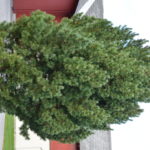 Pinus_sibirica_Hoel3