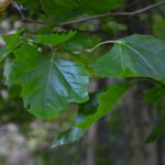 Platanus_hispanica(x)_blader_Kristiansand