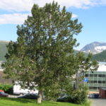 Populus_balsamifera_Tromsø1
