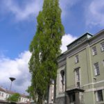 Populus_nigra_Italica2