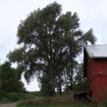 Populus_simonii_Fastigiata_Jeløy